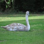 Hookwood Lodge Hotel Gatwick