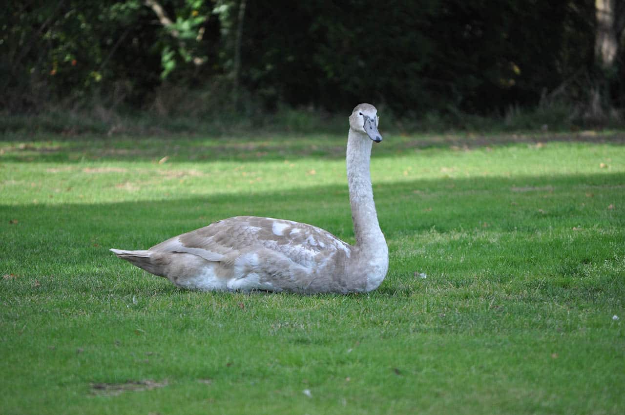 Hookwood Lodge Hotel Gatwick
